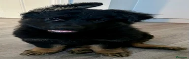 German Shepherd 1