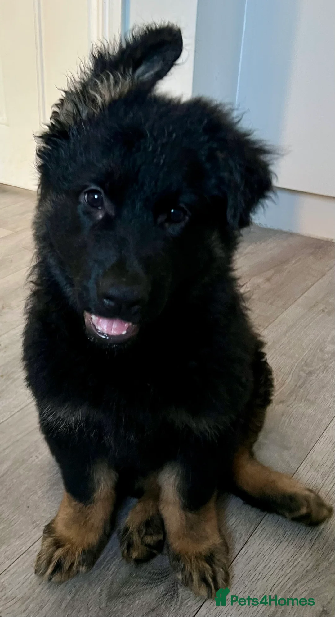 German Shepherd dogs for sale: German Shepherd Pups in Bridlington - Advert 3