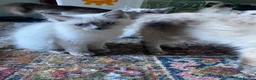 Ragdoll cats for sale: Gccf registered ragdoll kittens  - Advert 4