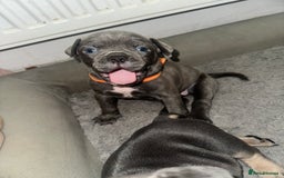 Mixed Breed dogs for sale: Exotic Pocket bully’s 4 males 5 females  - Image 10