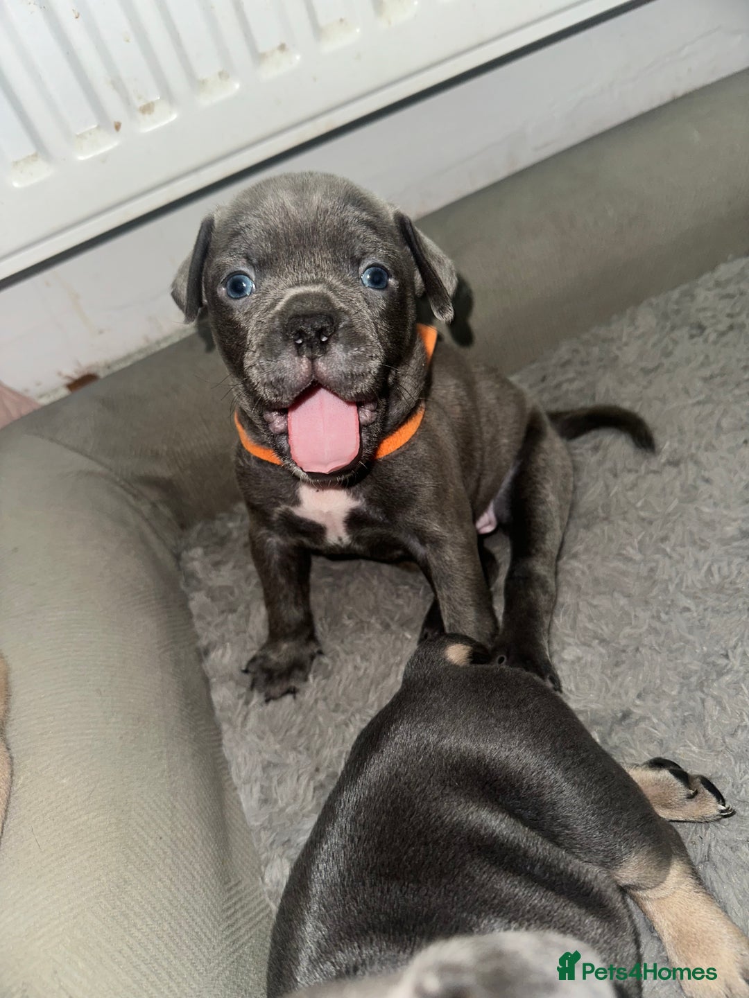 Mixed Breed dogs for sale: Exotic Pocket bully’s 4 males 5 females  - Image 10