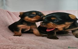 Yorkshire Terrier dogs for sale: Yorkshire terrier (miniature) - Image 23