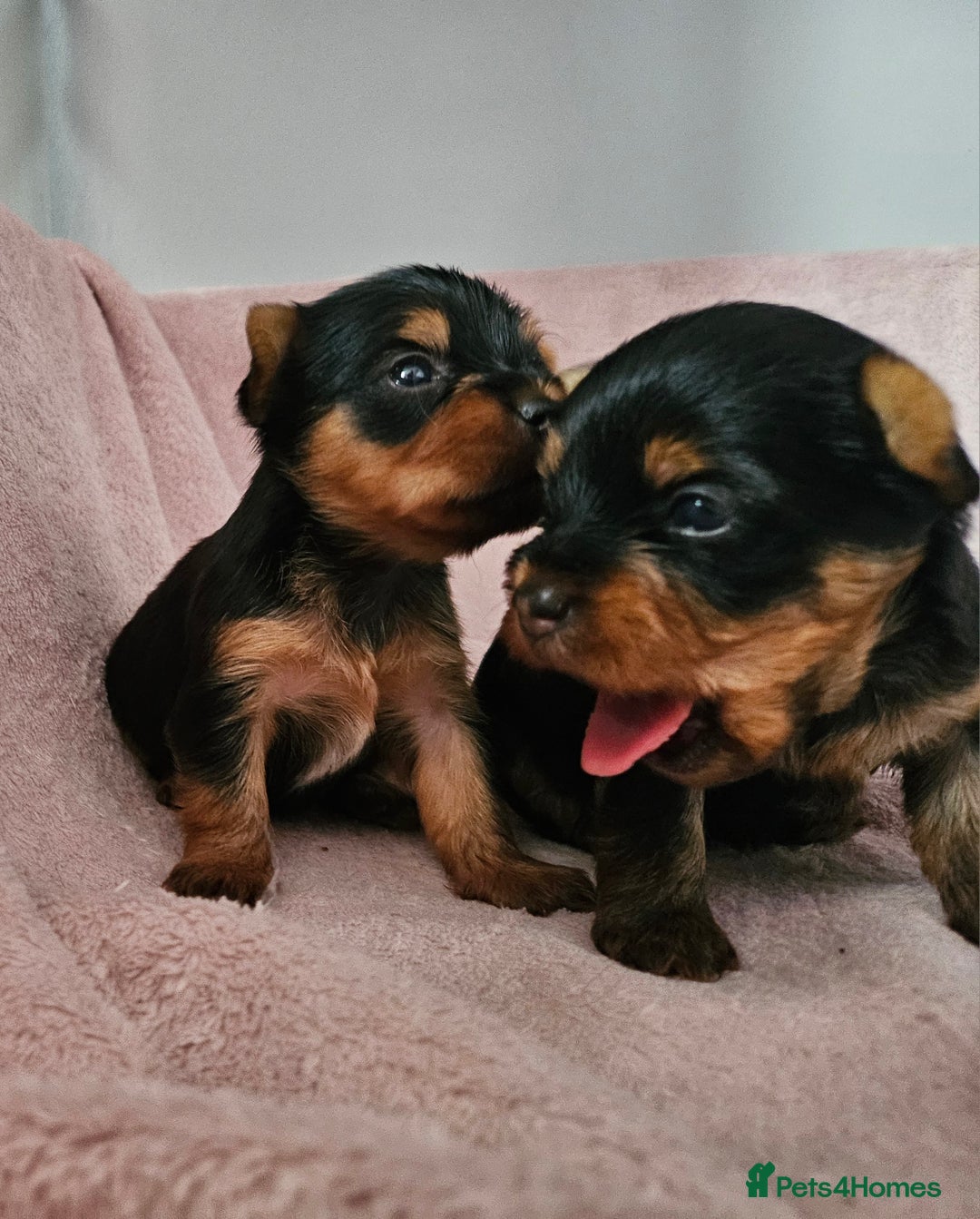 Yorkshire Terrier dogs for sale: Yorkshire terrier (miniature) - Image 23