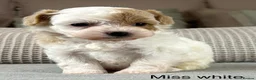 Maltipoo dogs for sale: BEAUTIFUL MALTIPOOS FROM DNA TESTED CLEAR PARENTS  - Advert 11