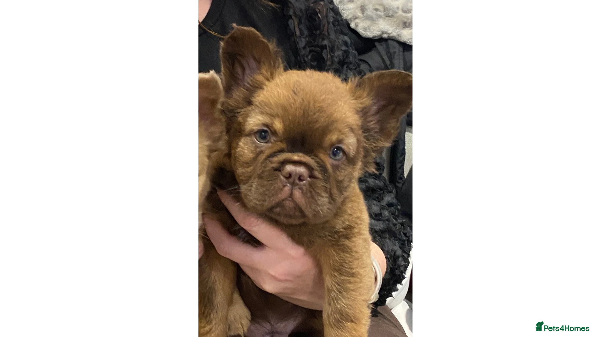 French Bulldog dogs PRICE DROP 1 GIRL LEFT FLUFFY FRENCH BULLDOGS - Advert 15