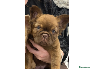 French Bulldog dogs PRICE DROP 1 GIRL LEFT FLUFFY FRENCH BULLDOGS - Advert 15