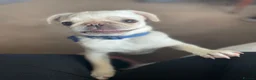 Pug dogs for sale: Pablo the Pug  - Advert 16