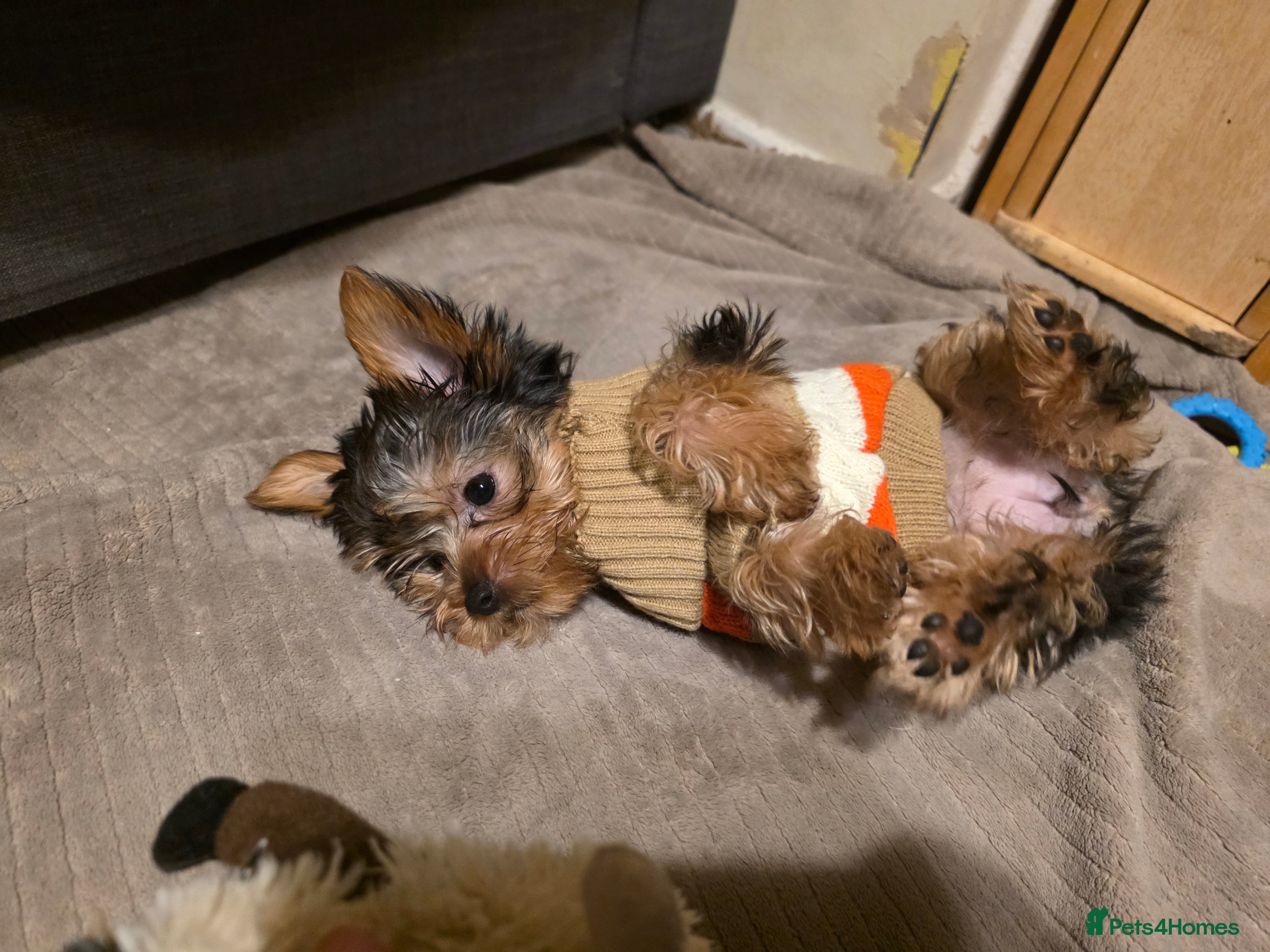 Yorkshire Terrier dogs 🌸 🐶Last Adorable Puppies (boy) READY TO GO 🌸 - Advert 11