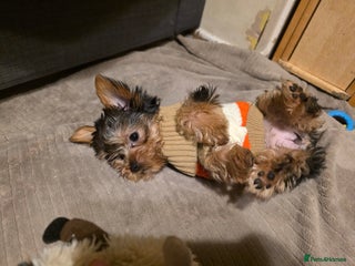 Yorkshire Terrier dogs 🌸 🐶Adorable Puppies Looking for Homes 🌸 - Advert 11