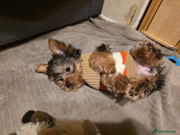 Yorkshire Terrier dogs 🌸 🐶Adorable Puppies Looking for Homes 🌸 - Advert 13