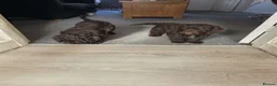 Cockapoo dogs for sale: Cockapoo puppies 🐶  - Advert 15