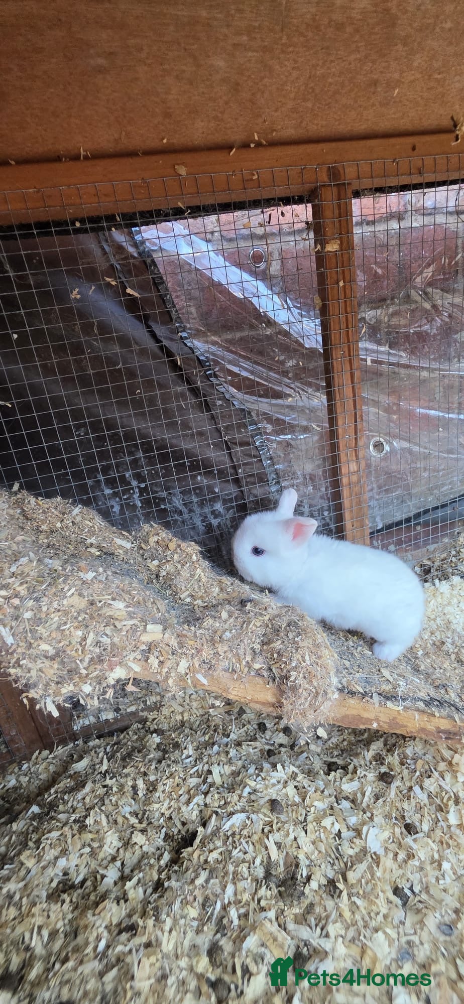 Mini Lop rabbits Rabbits available  - Advert 4
