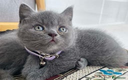 British Shorthair cats for sale: wonderfully raised B S H KITTIES for you - Image 4