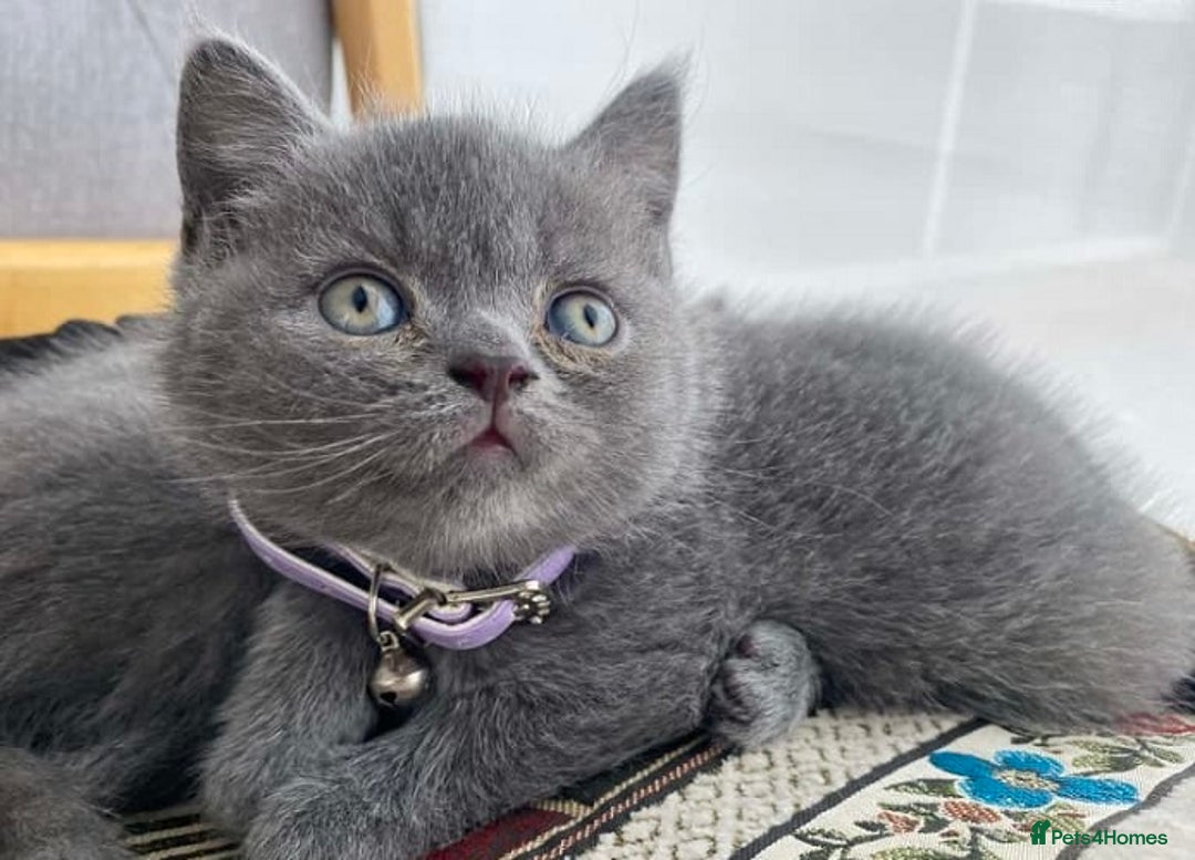 British Shorthair cats for sale: wonderfully raised B S H KITTIES for you - Image 4