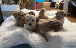 Cockapoo dogs for sale: Six Little Cockapoo Stars Ready to Shine   - Image 4