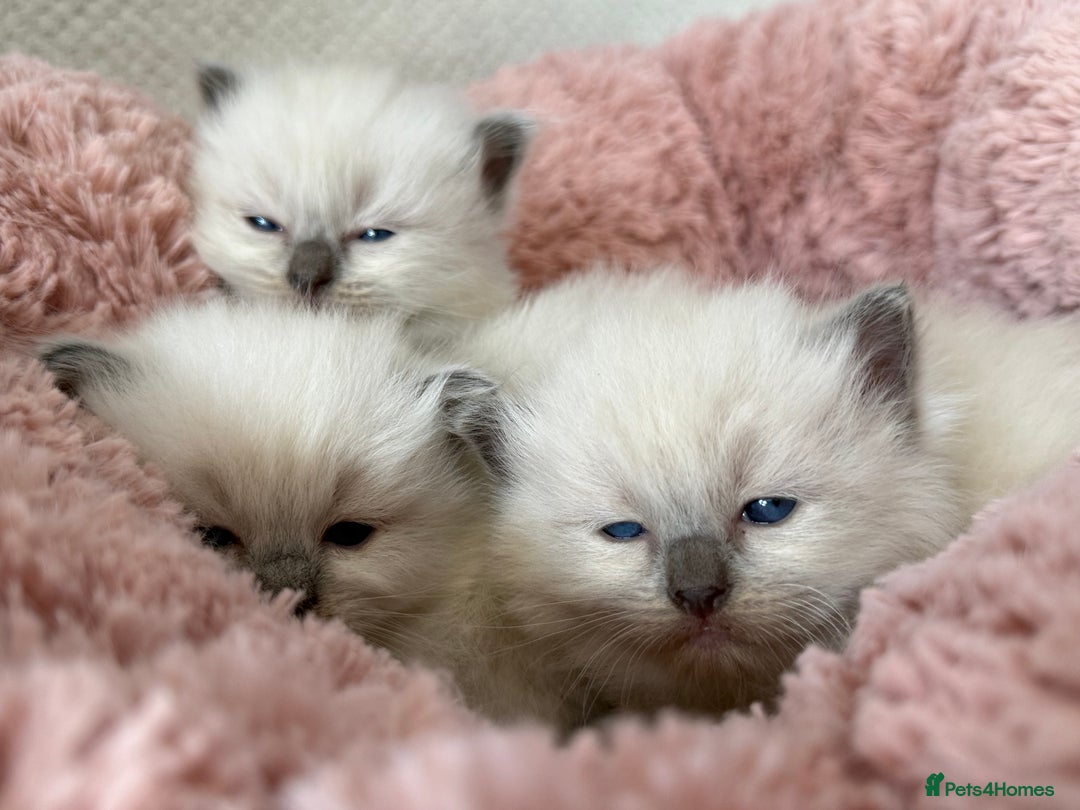Ragdoll cats for sale: Stunning Bluepoint Ragdoll Kittens for sale - Image 6