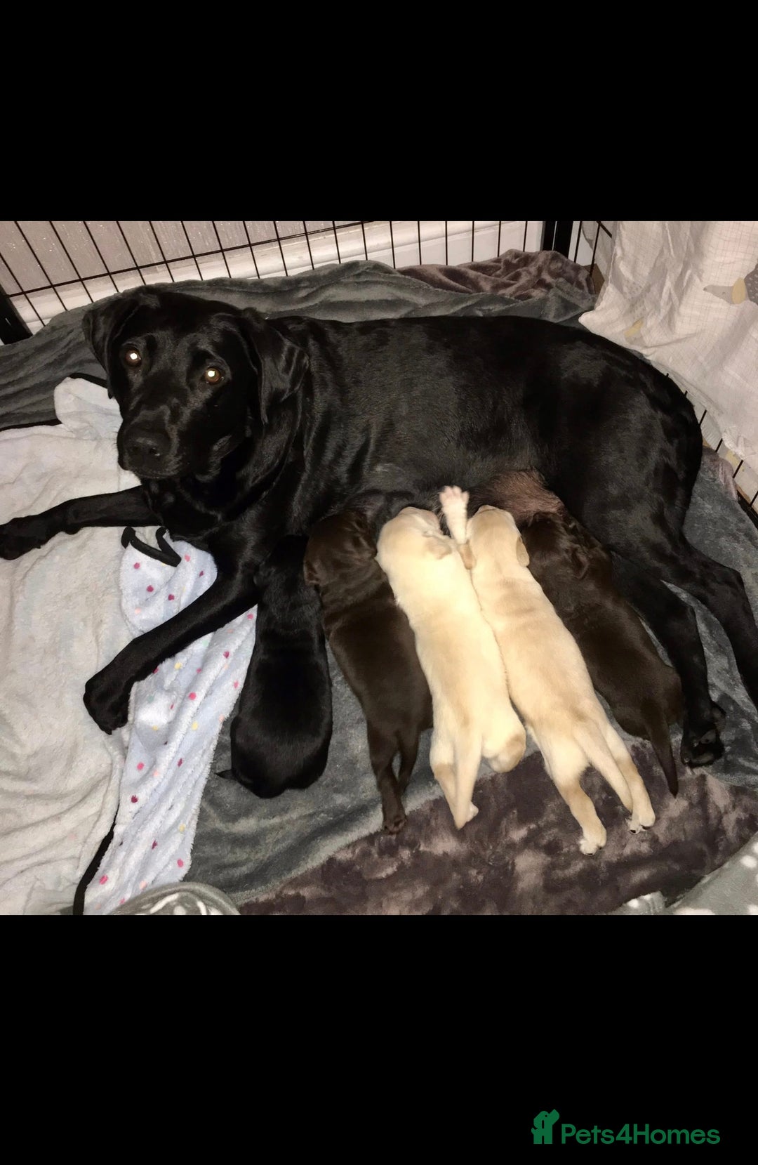 Labrador Retriever dogs for sale: Labrador puppies for sale Kent - Image 4