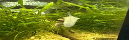 Snails fish for sale: Assasin Snails £1.50 each  - Advert 2