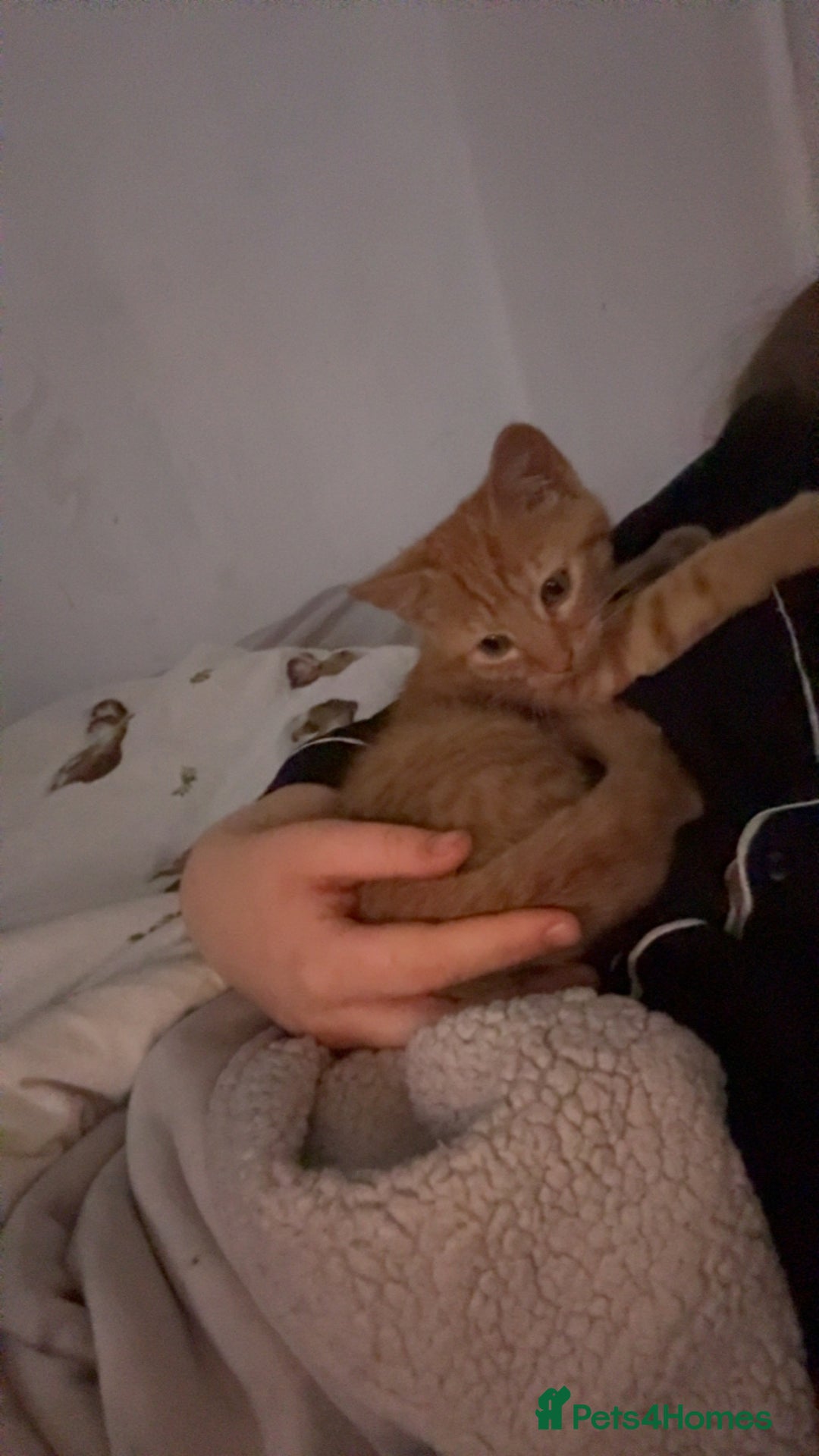 British Shorthair cats for sale: Beautiful Ginge  - Image 1