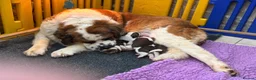 Saint Bernard dogs for sale: Stunning Chunky KC reg ST Bernard puppies for sale - Advert 12