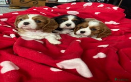 Cavalier King Charles Spaniel dogs for sale: Cavalier King Charles Spaniel! - Image 1