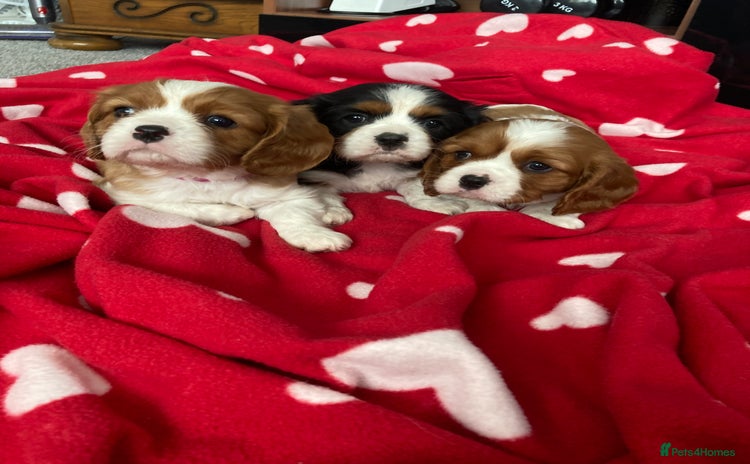 Cavalier King Charles Spaniel dogs - Advert 10