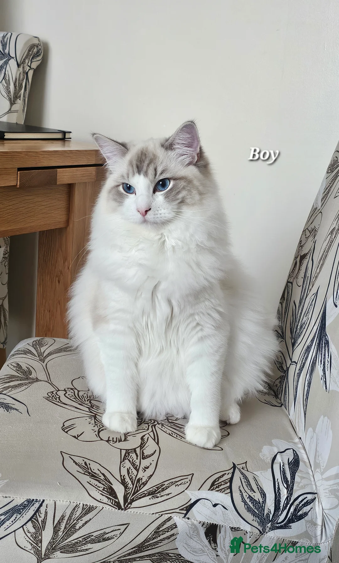 Ragdoll cats for sale: BOY ACTIVE GCCF  - Advert 2