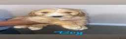 Cockapoo dogs for sale: Beautiful puppy - Advert 4