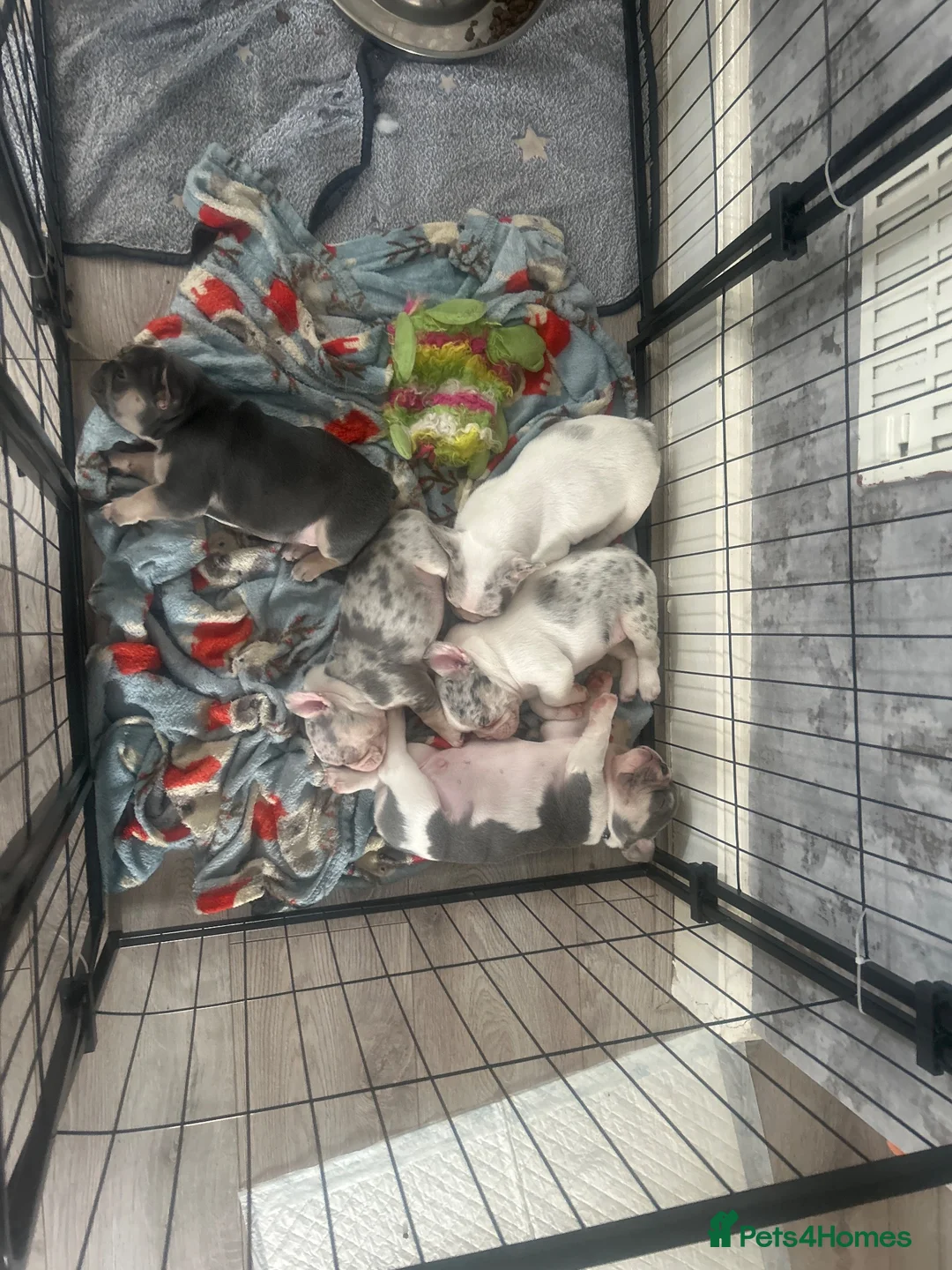 French Bulldog dogs for sale: beautiful french bull dog puppies in Nottingham - Advert 1