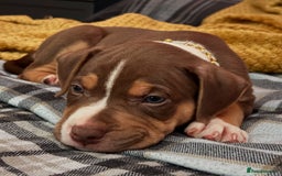 Mixed Breed dogs for sale: Bully pup male - Image 5