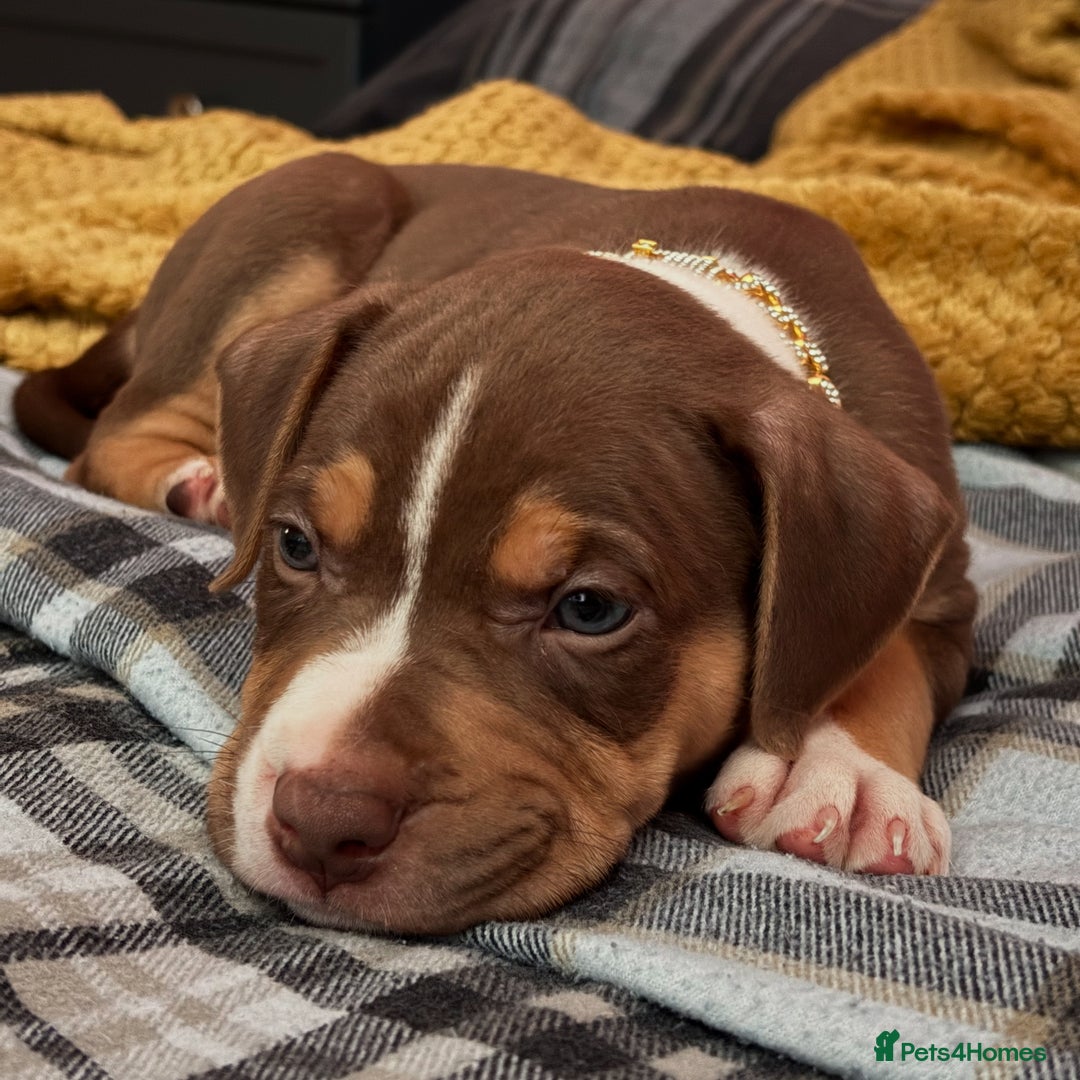 Mixed Breed dogs for sale: Bully pup male - Image 5