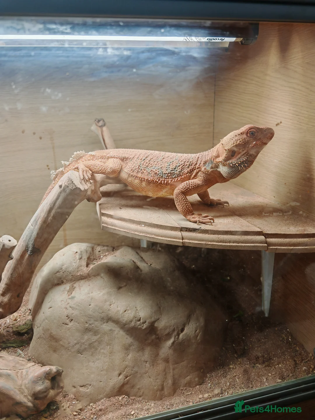 Bearded Dragon reptiles for sale: Bearded dragon  in Newport - Advert 1