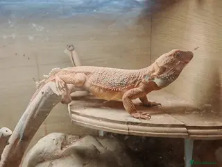 Bearded Dragon reptiles Bearded dragon - Advert 1