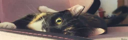 Domestic Shorthair cats for sale: Beautiful Tortie for sale - Advert 2