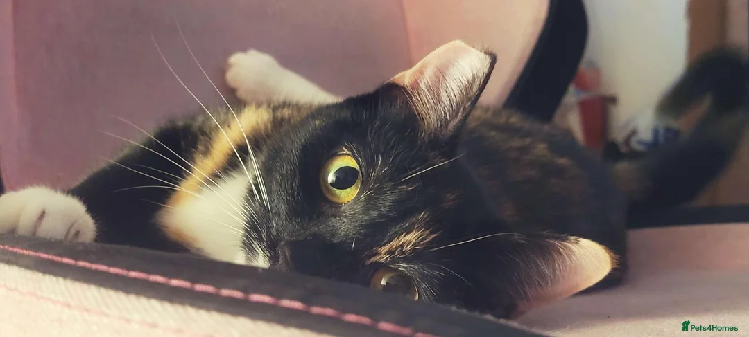 Domestic Shorthair cats for sale: Beautiful Tortie for sale - Advert 2