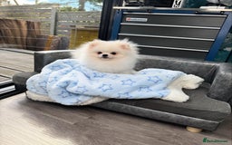 Pomeranian dogs for sale: Pomeranian Last Boy - Image 13