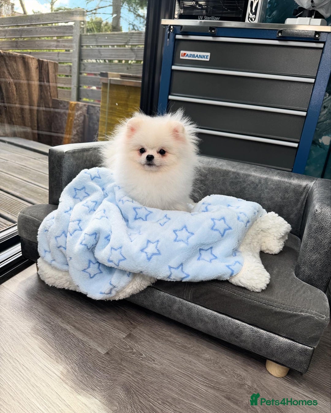 Pomeranian dogs for sale: Pomeranian Last Boy - Image 13