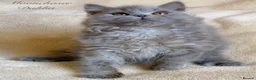 British Longhair cats for sale: Lovely Blue British Longhair girl - Registered - Advert 6