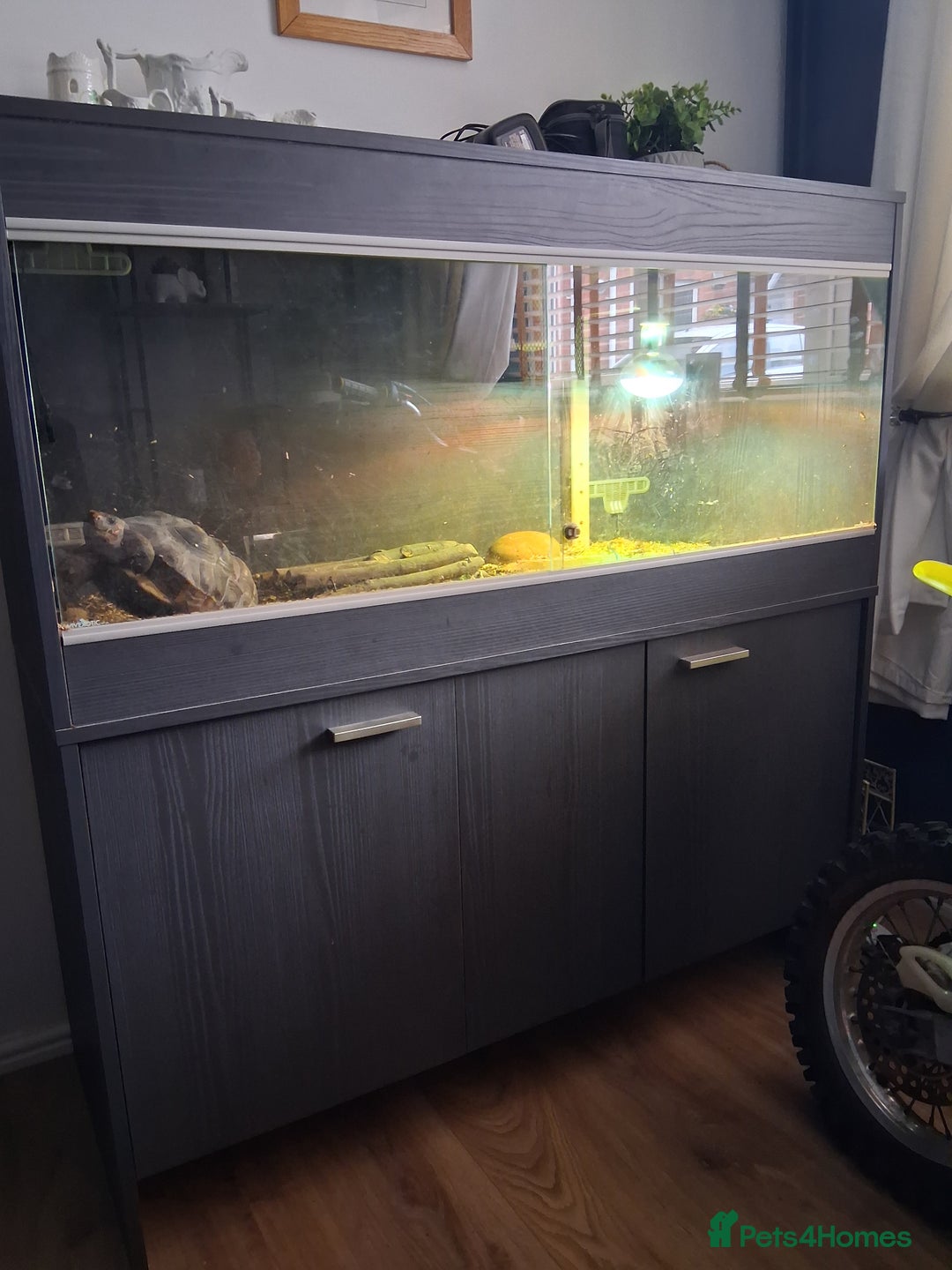 Tortoise reptiles for sale: Red foot tortoise  - Image 2