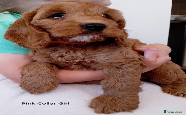 Cockapoo dogs - Advert 7