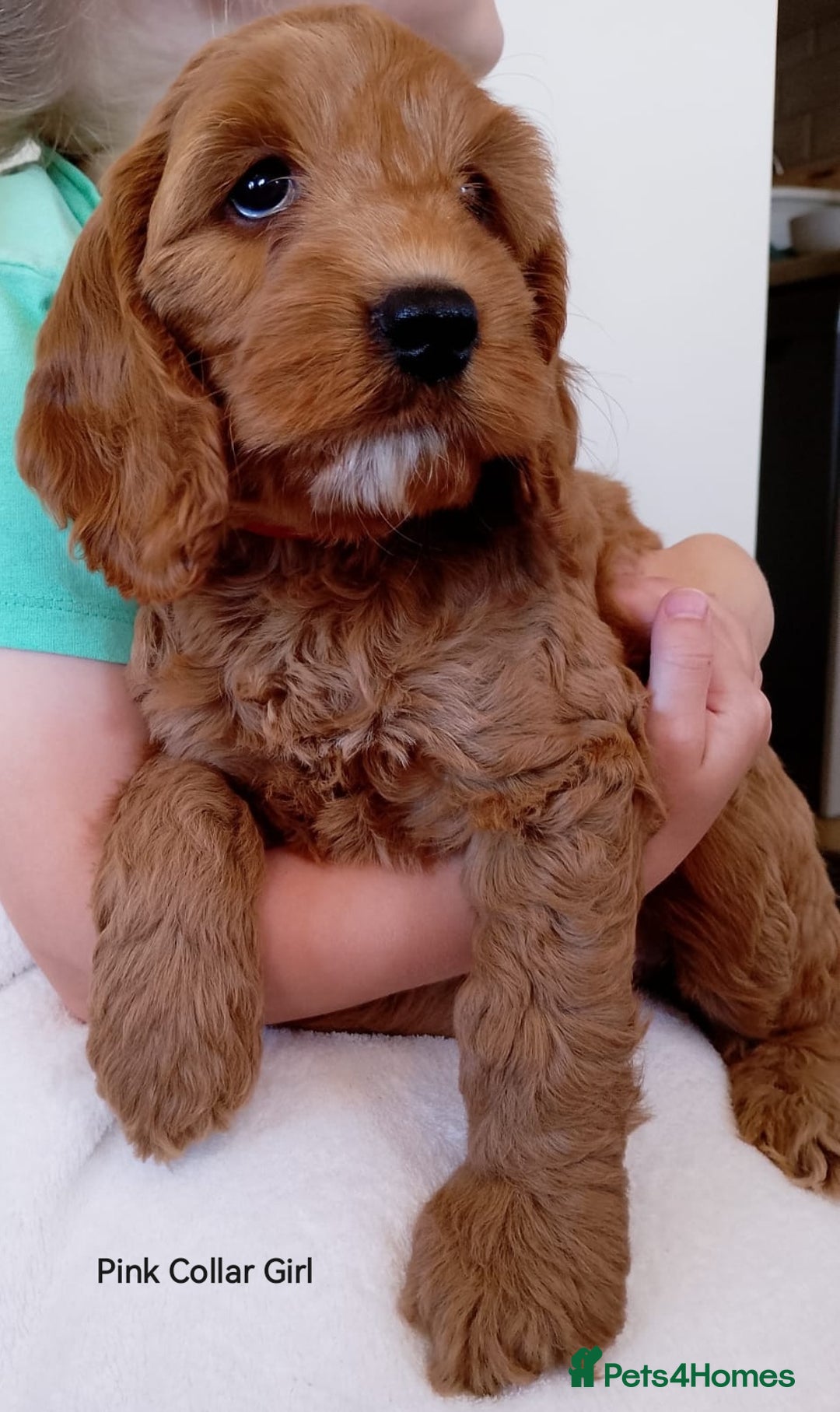 Cockapoo dogs for sale: Stunning F1 Red Miniature - Health Tested Parents - Image 4