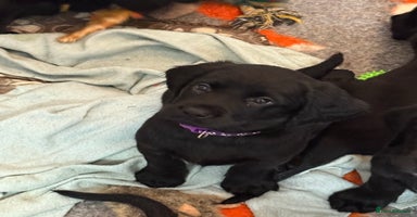 Mixed Breed dogs Gorgeous sprockador puppies for sale  - Advert 12