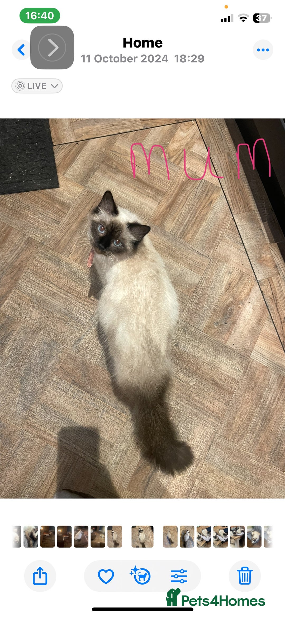 Ragdoll cats for sale: Kittens for Sale - Advert 5