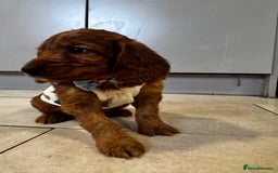 Cockapoo dogs for sale: 1 boy left beautiful teddy bears   - Image 7
