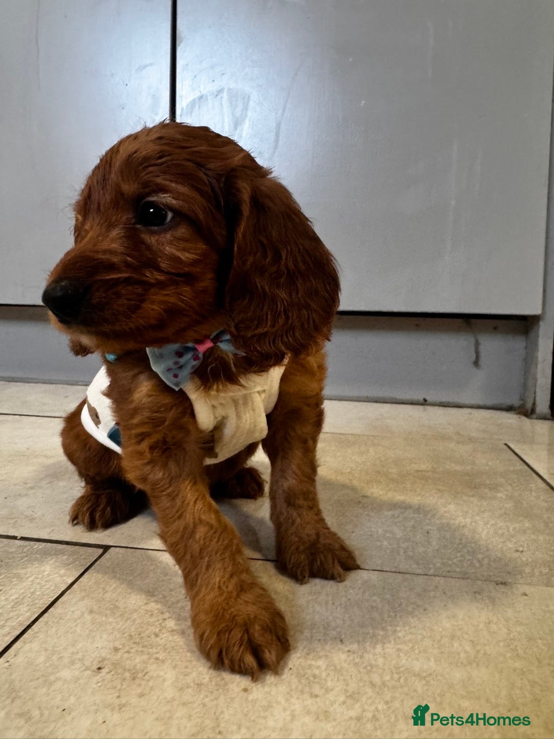 Cockapoo dogs for sale: 1 boy left beautiful teddy bears   - Image 7