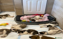 Saint Bernard dogs for sale: Smooth male puppy  - Image 4