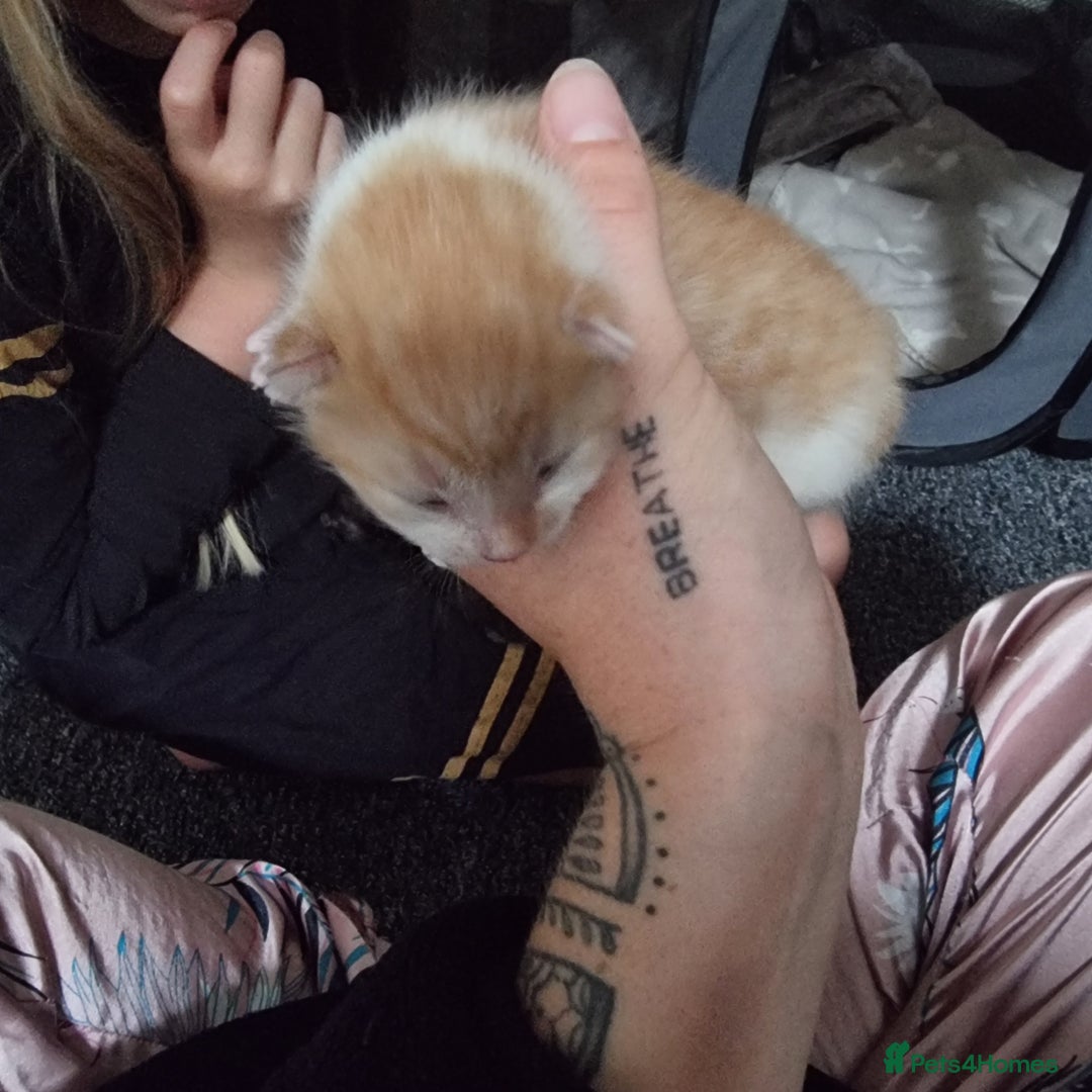Mixed Breed cats for sale: Kittens - Image 2