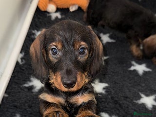 Dachshund dogs 🩷💙Stunning KC Wire haired Dachshunds🩷💙 - Advert 8