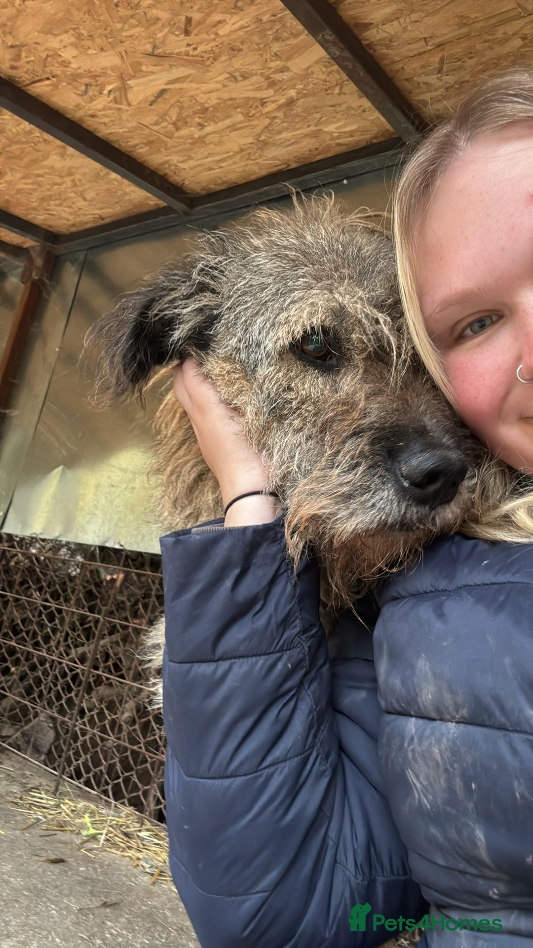 Mixed Breed dogs for adoption: 10 year old Fionn needs a retirement home  - Advert 9