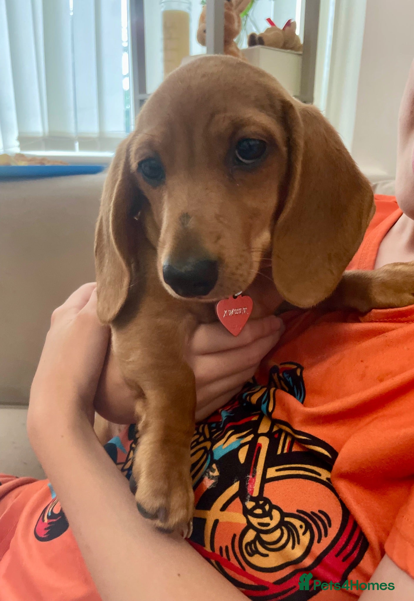 Miniature Dachshund dogs For sale miniature dachshund  - Advert 4